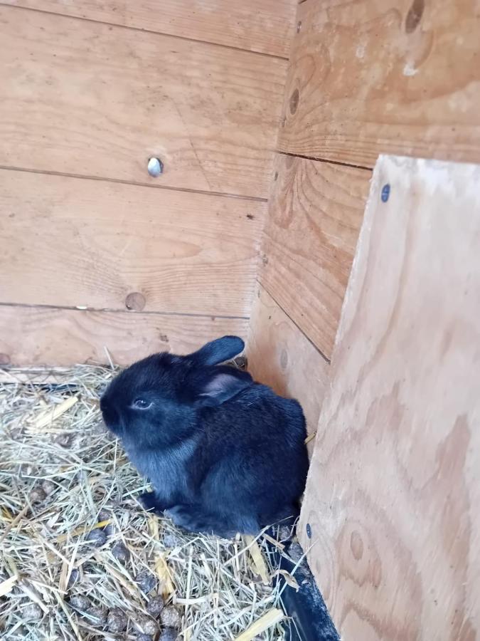 Ferienwohnung Mit Bauernhofflair Löbau Kültér fotó